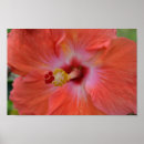 Search for tropical christmas art Nature