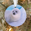 Search for seal ornaments Cute