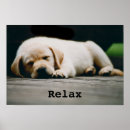 Search for sleeping dog posters Photography