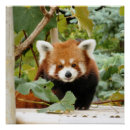 Recherche de panda rouge posters En danger