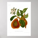 Search for pear posters Blossom