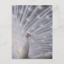Recherche de paon blanc cartes postales Plume