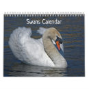 Search for swans swan calendars Waterfowl