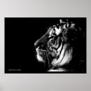 Search for black white tiger posters Nature