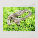 Recherche de yeux de serpent cartes postales Serpents