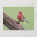 Search for finches postcards House finch