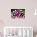 Search for phalaenopsis Phalaenopsis orchids