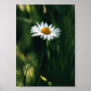 Search for high quality posters Wall