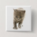 Search for kittens buttons Sweet