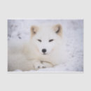 Search for cute arctic fox crafts party White