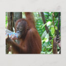 Recherche de sumatra cartes postales Indonésie