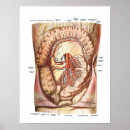 Recherche de intestin posters Biologie