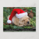 Search for labrador retriever christmas cards Dogs