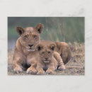 Recherche de okavango cartes postales Botswana