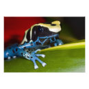 Search for green frog posters Jaynes gallery