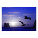Recherche de poussée posters Oiseaux