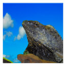Search for frilled Animal