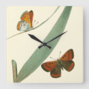 Search for butterfly clocks Butterflies