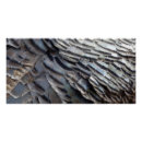 Recherche de turquie posters Nature