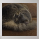 Recherche de ragondin Animaux familiers
