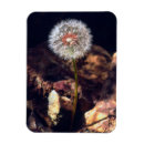 Recherche de pissenlit magnets Fleur