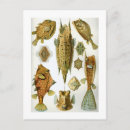 Search for ernst postcards 1904