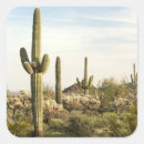 Search for saguaro cactus stickers Outdoors