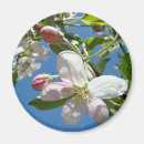 Recherche de pommier magnets Fleurs de printemps