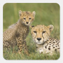 Search for yellow cat eyes stickers Nature