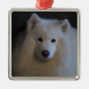 Search for samoyed ornaments Sammy