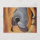 Recherche de caille cartes postales Animal