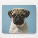Recherche de chiot carlin tapis souris Animal