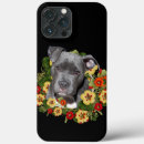 Search for pitbull cases Terrier