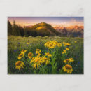 Search for crested butte postcards Flower