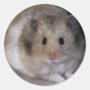 Search for hammie stickers Pet