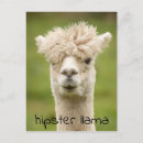 Search for happy llama postcards Animal