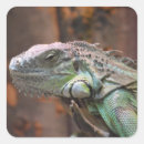 Search for tropical lizard stickers Iguana