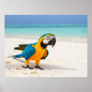 Search for parrot posters Beach
