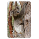 Recherche de koala magnets L'australie