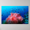 Search for sea life posters Coral