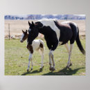 Search for mares posters Filly