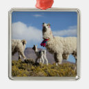Recherche de lama ornements Animal