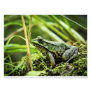 Recherche de photo de grenouille art Nature