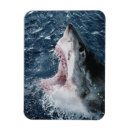 Recherche de grand requin magnets Animal
