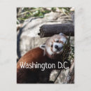 Recherche de red panda cartes postales Nature