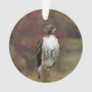 Search for hawk ornaments Nature