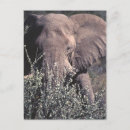 Search for namibia vertical postcards Elephant