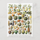 Search for vegetarianism postcards Illustration