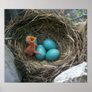 Search for robin egg posters Baby