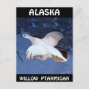 Recherche de saule cartes postales Alaska